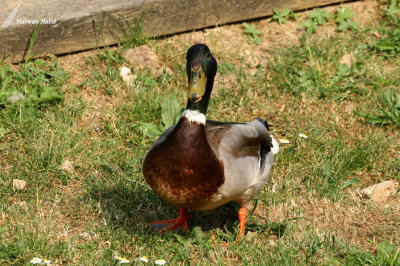 Mallard / Canard Colvert (Anas platyrhynchos)