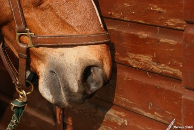 Espoir - Shy / Timide