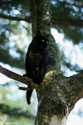 Kitty - Nothing on the left / Rien  gauche