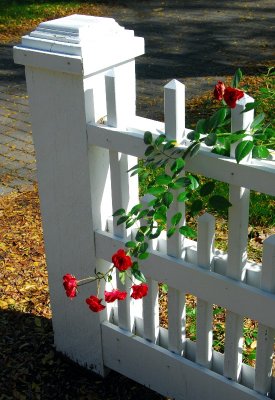 red roses