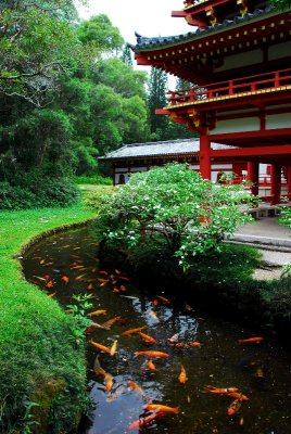 koi in the stream