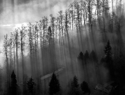 dark trees in fog