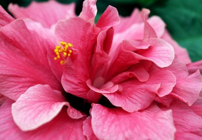 pink hibiscus