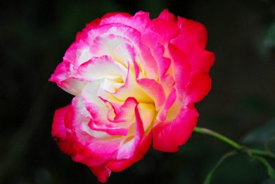 beautiful rose