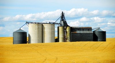 silos and wheatfield