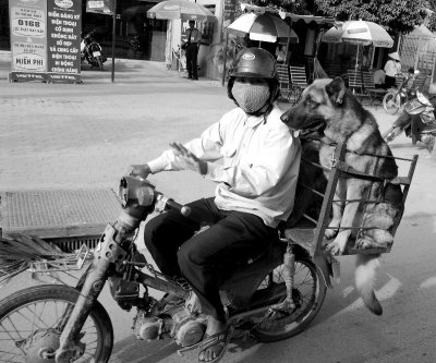 dogs on motorcycle