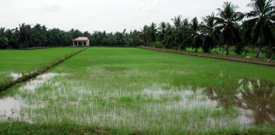 rice field near Ben Tre