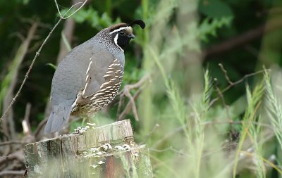 California Quail