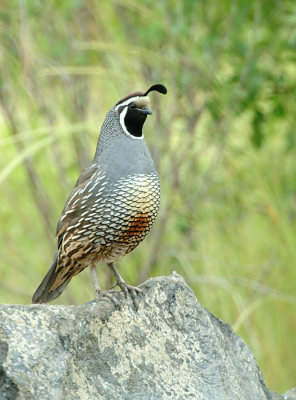 California Quail