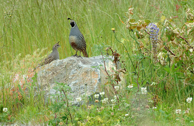 California Quail