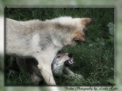 Grey Wolf Conversation