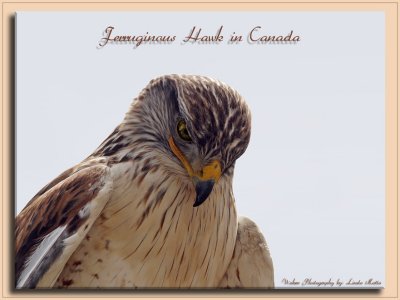 Ferruginous Hawk