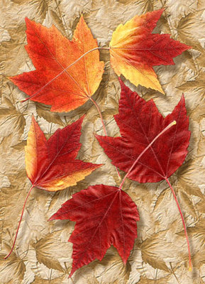 Scanned Leaves