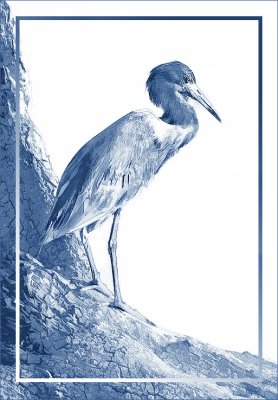 Blue Heron