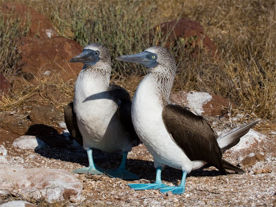 Blue-footed Booby