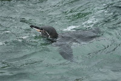 Galpagos Penguin