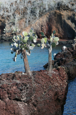 Isla Rbida