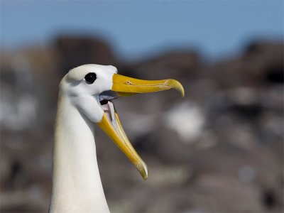 Waved Albatross