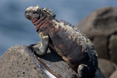 Galpagos Islands 2007