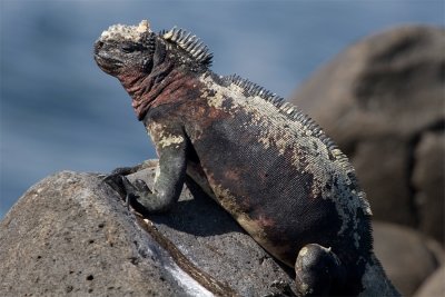 Marine Iguana