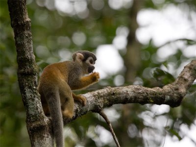 Squirrel Monkey