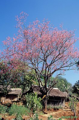 Pink & Blue at Doi Maey (Loi-Mwe)