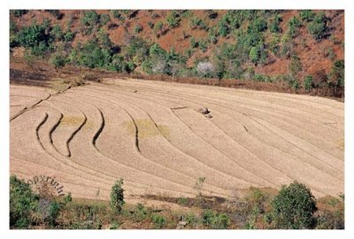 Rice field