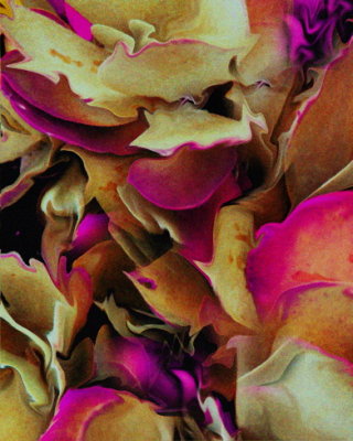 Flower Abstract #2