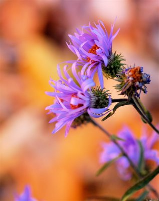 Roadside Flower