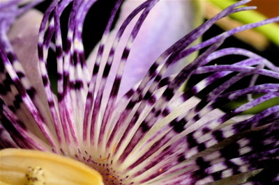 Close up of Passion Flower