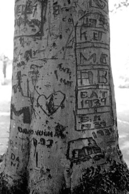 If Trees Could Talk, Old Tree in Piedmont Park, Atlanta, Ga.