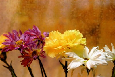 Rainy Day Flowers