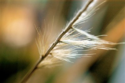 Ornamental Grass #1