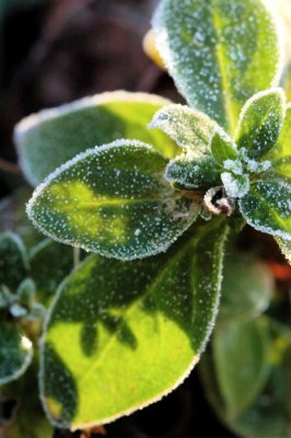 Frost on Plant