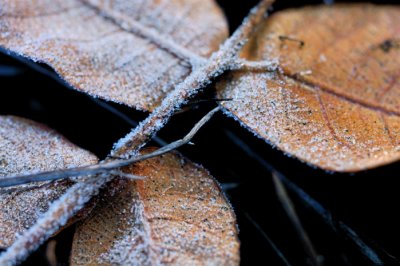 Frost on Dead Leaves