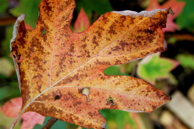 Late Fall Leaf