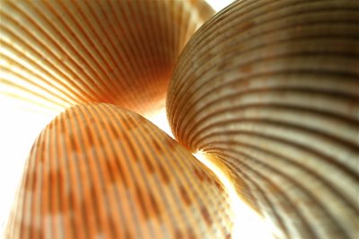 Shells in Harmony
