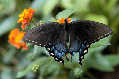 Black Butterfly