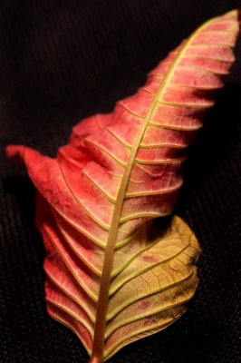 Poinsetia Leaf