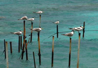 Birds Flock Together on the Island of Rangiroa