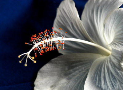 White Hibiscus, Bora Bora