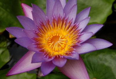 Lily Pond Flower, Bora Bora