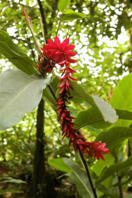 Tropical Plant Hangs down in Jungle