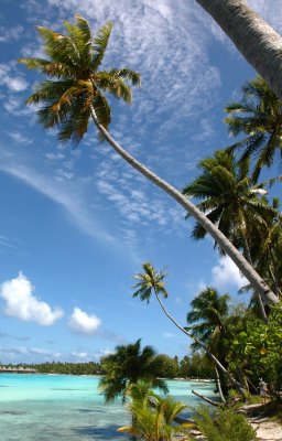 Palm Trees Reach for the Sky in Rangiroa