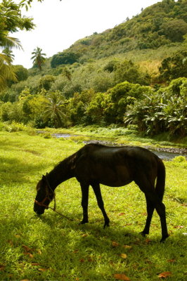 Horse grazes on Nuku Hiva