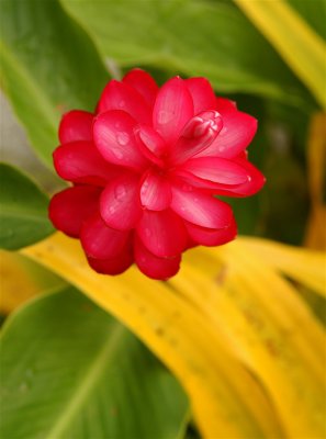 Tropical Beauty