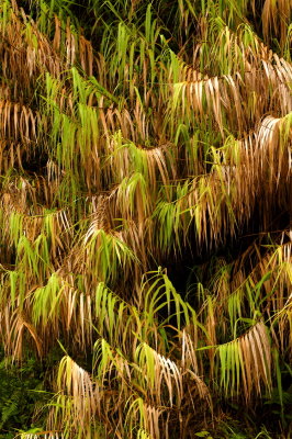 Jungle Curtain