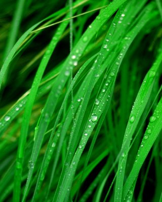 Wet Grass