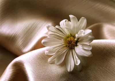 Flower on Fabric