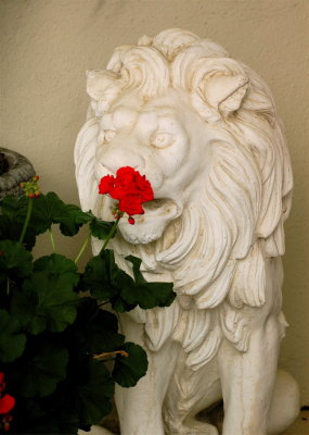 Lion Statue and Geranium